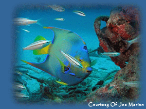Complete Your Underwater Naturalist Specialty Scuba Certification Course with South Florida Diving Headquarters